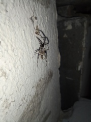 Larinioides ixobolus