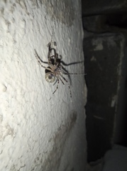 Larinioides ixobolus