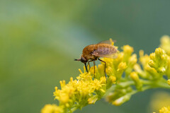 Sparnopolius confusus