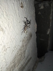 Larinioides ixobolus
