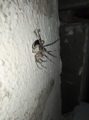 Larinioides ixobolus