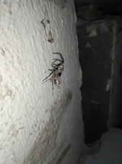 Larinioides ixobolus