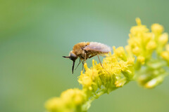 Sparnopolius confusus