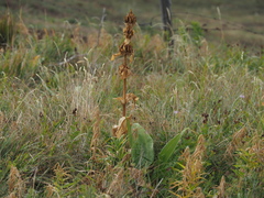 Gentiana lutea