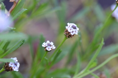 Phyla nodiflora