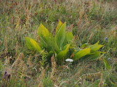 Gentiana lutea