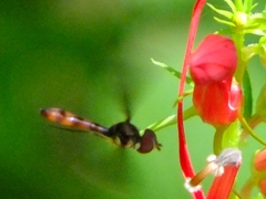 Ocyptamus fuscipennis