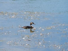 Podiceps cristatus