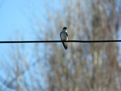 Tachycineta leucopyga