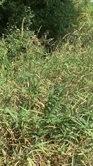 Phalaris arundinacea