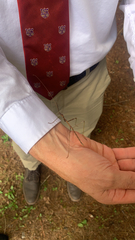 Diapheromera femorata