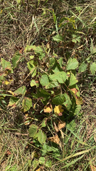 Toxicodendron rydbergii