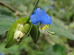 Commelina erecta