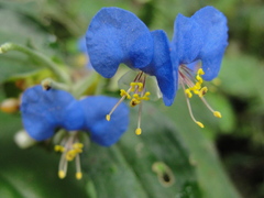 Commelina erecta