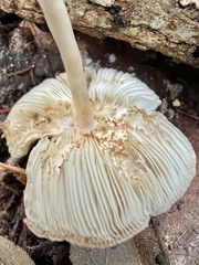 Leucoagaricus rubrotinctus