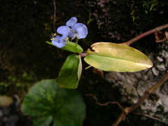 Commelina erecta