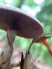 Cortinarius iodes