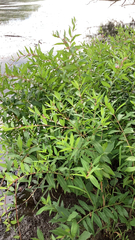 Decodon verticillatus