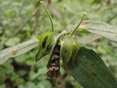 Commelina erecta