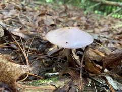 Cortinarius iodes