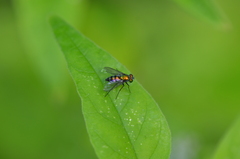Condylostylus longicornis