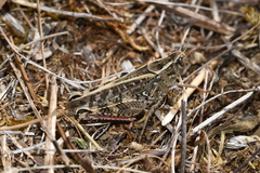Calliptamus italicus