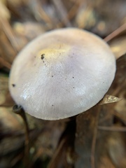 Cortinarius iodes