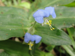 Commelina erecta