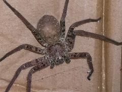 Heteropoda venatoria
