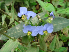Commelina erecta