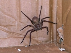 Heteropoda venatoria