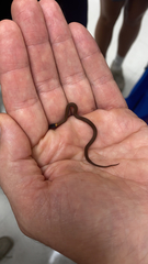 Storeria occipitomaculata