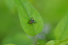 Condylostylus longicornis