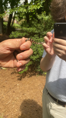 Nerodia sipedon sipedon