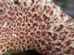 Suillus spraguei