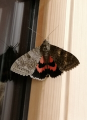 Catocala nupta