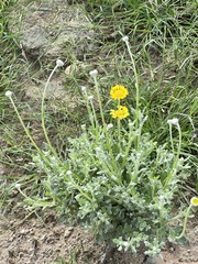 Baileya multiradiata
