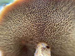 Suillus spraguei