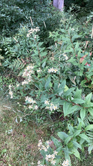 Doellingeria umbellata