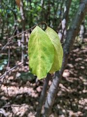 Frangula alnus