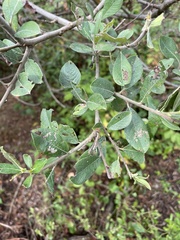 Salix