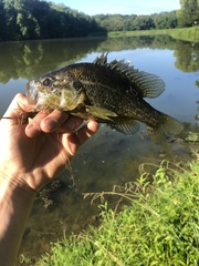 Lepomis gulosus