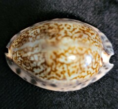 Pseudozonaria arabicula