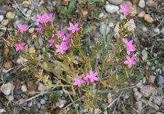 Centaurium littorale uliginosum