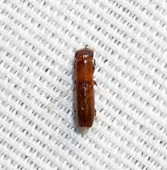 Euplatypus compositus