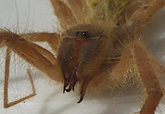 Solifugae