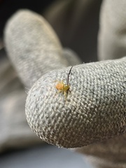 Misumenoides formosipes