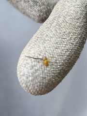 Misumenoides formosipes