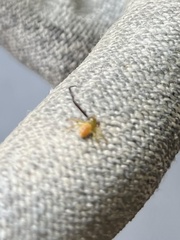 Misumenoides formosipes