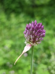 Allium rotundum